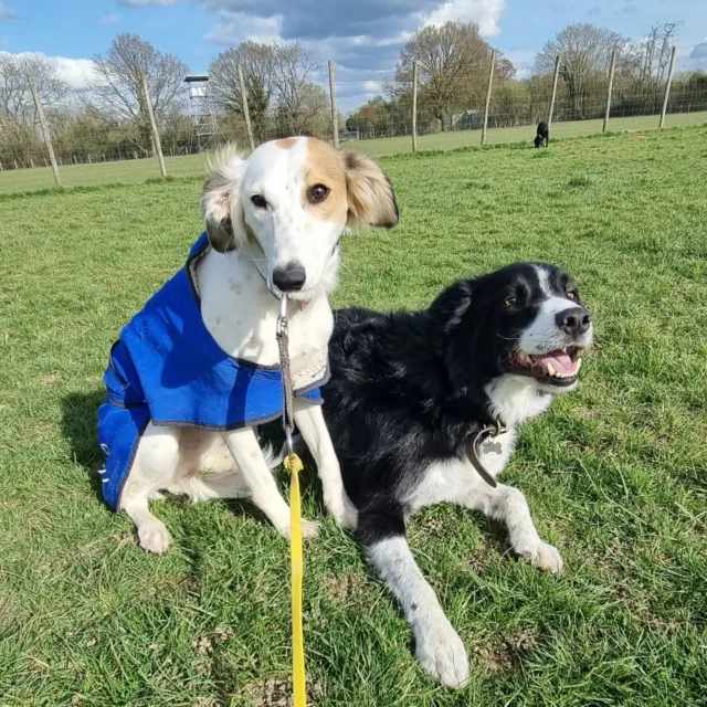 Dog Walking Services by Darren Larkin is the only independent business in the area that utilities a fully enclosed field for your dog/s safety.

For more information, please contact 07799 543484 or visit my website for more information. 

dogwalkingservicesdarrenlarkin.co.uk

I am listed on "The Good Dog Guide".

#DogWalker
#DogWalkersOfInstagram
#TonbridgeDogWalk
#TonbridgeDogWalker
#DogWalkerTonbridge
#TonbridgeBusiness

 © Darren Larkin photography 📸.