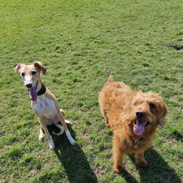 Dog Walking Services by Darren Larkin is the only independent business in the area that utilities a fully enclosed field for your dog/s safety.

For more information, please contact 07799 543484 or visit my website for more information. 

dogwalkingservicesdarrenlarkin.co.uk

I am listed on "The Good Dog Guide".

#DogWalker
#DogWalkersOfInstagram
#TonbridgeDogWalk
#TonbridgeDogWalker
#DogWalkerTonbridge
#TonbridgeBusiness

 © Darren Larkin photography 📸.