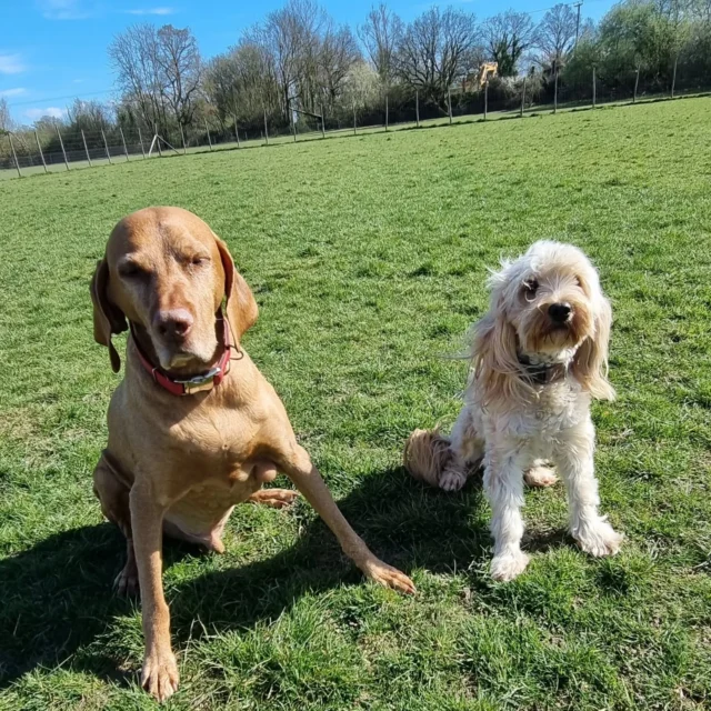 Dog Walking Services by Darren Larkin is the only independent business in the area that utilities a fully enclosed field for your dog/s safety.

For more information, please contact 07799 543484 or visit my website for more information. 

dogwalkingservicesdarrenlarkin.co.uk

I am listed on "The Good Dog Guide".

#DogWalker
#DogWalkersOfInstagram
#TonbridgeDogWalk
#TonbridgeDogWalker
#DogWalkerTonbridge
#TonbridgeBusiness

 © Darren Larkin photography 📸.