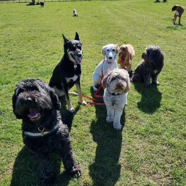 Dog Walking Services by Darren Larkin is the only independent business in the area that utilities a fully enclosed field for your dog/s safety.

For more information, please contact 07799 543484 or visit my website for more information. 

dogwalkingservicesdarrenlarkin.co.uk

I am listed on "The Good Dog Guide".

#DogWalker
#DogWalkersOfInstagram
#TonbridgeDogWalk
#TonbridgeDogWalker
#DogWalkerTonbridge
#TonbridgeBusiness

 © Darren Larkin photography 📸.
