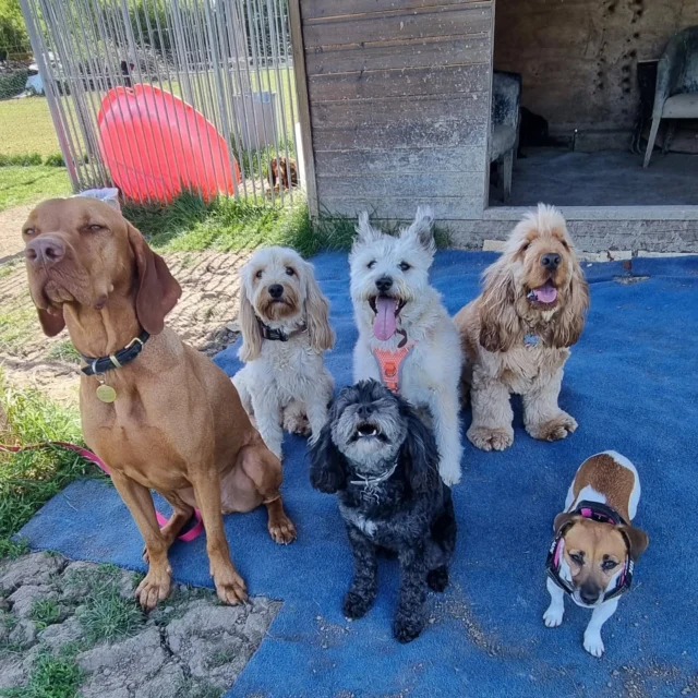 Dog Walking Services by Darren Larkin is the only independent business in the area that utilities a fully enclosed field for your dog/s safety.

For more information, please contact 07799 543484 or visit my website for more information. 

dogwalkingservicesdarrenlarkin.co.uk

I am listed on "The Good Dog Guide".

#DogWalker
#DogWalkersOfInstagram
#TonbridgeDogWalk
#TonbridgeDogWalker
#DogWalkerTonbridge
#TonbridgeBusiness

 © Darren Larkin photography 📸.