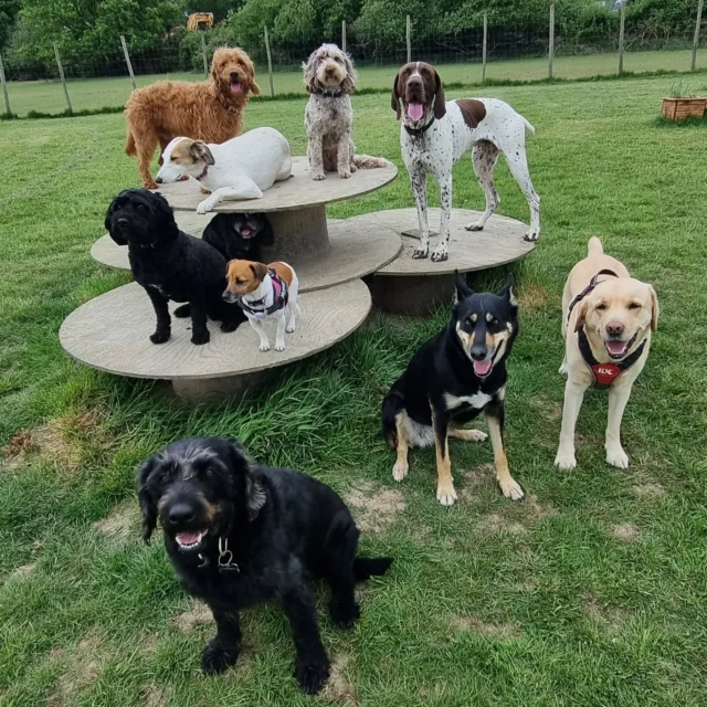 Dog Walking Services by Darren Larkin is the only independent business in the area that utilities a fully enclosed field for your dog/s safety.

For more information, please contact 07799 543484 or visit my website for more information. 

dogwalkingservicesdarrenlarkin.co.uk

I am listed on "The Good Dog Guide".

#DogWalker
#DogWalkersOfInstagram
#TonbridgeDogWalk
#TonbridgeDogWalker
#DogWalkerTonbridge
#TonbridgeBusiness

 © Darren Larkin photography 📸.