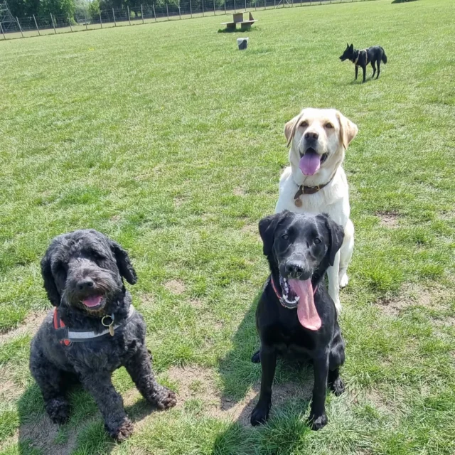 Dog Walking Services by Darren Larkin is the only independent business in the area that utilities a fully enclosed field for your dog/s safety.

For more information, please contact 07799 543484 or visit my website for more information. 

dogwalkingservicesdarrenlarkin.co.uk

I am listed on "The Good Dog Guide".

#DogWalker
#DogWalkersOfInstagram
#TonbridgeDogWalk
#TonbridgeDogWalker
#DogWalkerTonbridge
#TonbridgeBusiness

 © Darren Larkin photography 📸.
