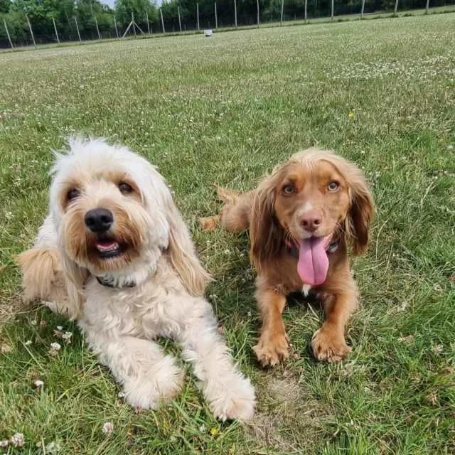 Dog Walking Services by Darren Larkin is the only independent business in the area that utilities a fully enclosed field for your dog/s safety.

Sessions ✔️
Wellness checks ✔️ 
Pet sitting ✔️
Out-of-Hours ✔️

For more information, please contact 07799 543484 or visit my website for more information. 

dogwalkingservicesdarrenlarkin.co.uk

I am listed on "The Good Dog Guide".

#DogWalker
#DogWalkersOfInstagram
#TonbridgeDogWalk
#TonbridgeDogWalker
#DogWalkerTonbridge
#TonbridgeBusiness

 © Darren Larkin photography 📸