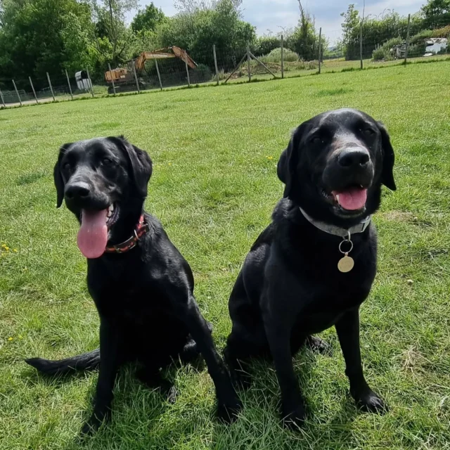 Dog Walking Services by Darren Larkin is the only independent business in the area that utilities a fully enclosed field for your dog/s safety.

For more information, please contact 07799 543484 or visit my website for more information. 

dogwalkingservicesdarrenlarkin.co.uk

I am listed on "The Good Dog Guide".

#DogWalker
#DogWalkersOfInstagram
#TonbridgeDogWalk
#TonbridgeDogWalker
#DogWalkerTonbridge
#TonbridgeBusiness

 © Darren Larkin photography 📸.