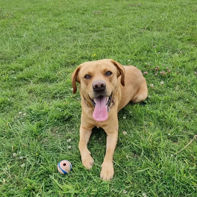 Dog Walking Services by Darren Larkin is the only independent business in the area that utilities a fully enclosed field for your dog/s safety.

For more information, please contact 07799 543484 or visit my website for more information. 

dogwalkingservicesdarrenlarkin.co.uk

I am listed on "The Good Dog Guide".

#DogWalker
#DogWalkersOfInstagram
#TonbridgeDogWalk
#TonbridgeDogWalker
#DogWalkerTonbridge
#TonbridgeBusiness

 © Darren Larkin photography 📸.