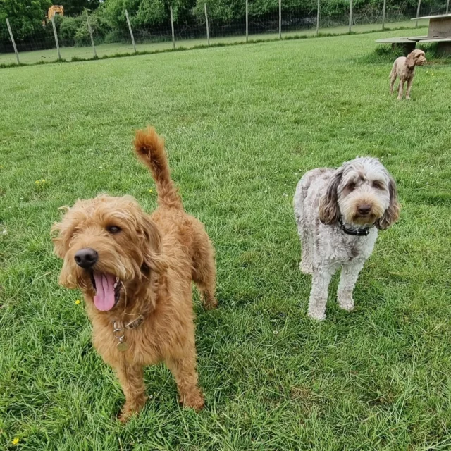 Dog Walking Services by Darren Larkin is the only independent business in the area that utilities a fully enclosed field for your dog/s safety.

For more information, please contact 07799 543484 or visit my website for more information. 

dogwalkingservicesdarrenlarkin.co.uk

I am listed on "The Good Dog Guide".

#DogWalker
#DogWalkersOfInstagram
#TonbridgeDogWalk
#TonbridgeDogWalker
#DogWalkerTonbridge
#TonbridgeBusiness

 © Darren Larkin photography 📸.