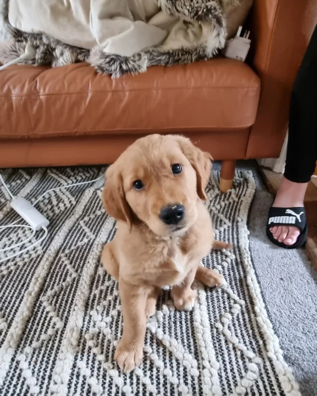 Please welcome Chilli to the Wellness service of Dog Walking Services by Darren Larkin.