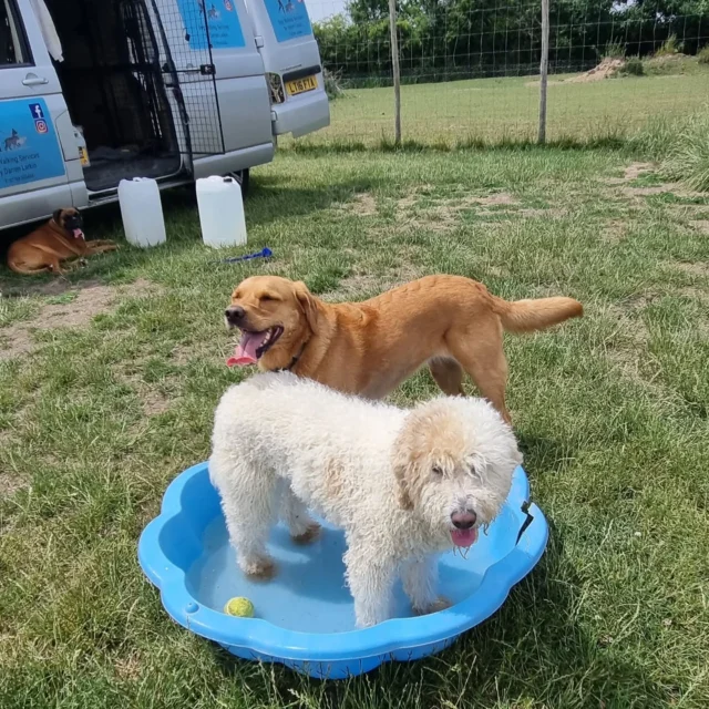 Dog Walking Services by Darren Larkin is the only independent business in the area that utilities a fully enclosed field for your dog/s safety.

Sessions ✔️
Wellness checks ✔️ 
Pet sitting ✔️
Out-of-Hours ✔️

For more information, please contact 07799 543484 or visit my website for more information. 

dogwalkingservicesdarrenlarkin.co.uk

I am listed on "The Good Dog Guide".

#DogWalker
#DogWalkersOfInstagram
#TonbridgeDogWalk
#TonbridgeDogWalker
#DogWalkerTonbridge
#TonbridgeBusiness

 © Darren Larkin photography 📸.