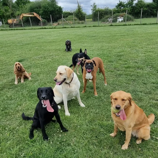 Dog Walking Services by Darren Larkin is the only independent business in the area that utilities a fully enclosed field for your dog/s safety.

Sessions ✔️
Wellness checks ✔️ 
Pet sitting ✔️
Out-of-Hours ✔️

For more information, please contact 07799 543484 or visit my website for more information. 

dogwalkingservicesdarrenlarkin.co.uk

I am listed on "The Good Dog Guide".

#DogWalker
#DogWalkersOfInstagram
#TonbridgeDogWalk
#TonbridgeDogWalker
#DogWalkerTonbridge
#TonbridgeBusiness

 © Darren Larkin photography 📸.