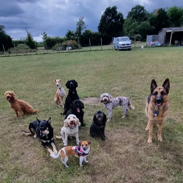 Dog Walking Services by Darren Larkin is the only independent business in the area that utilities a fully enclosed field for your dog/s safety.

Sessions ✔️
Wellness checks ✔️ 
Pet sitting ✔️
Out-of-Hours ✔️

For more information, please contact 07799 543484 or visit my website for more information. 

dogwalkingservicesdarrenlarkin.co.uk

I am listed on "The Good Dog Guide".

#DogWalker
#DogWalkersOfInstagram
#TonbridgeDogWalk
#TonbridgeDogWalker
#DogWalkerTonbridge
#TonbridgeBusiness

 © Darren Larkin photography 📸