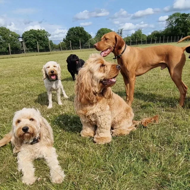 Dog Walking Services by Darren Larkin is the only independent business in the area that utilities a fully enclosed field for your dog/s safety.

Sessions ✔️
Wellness checks ✔️ 
Pet sitting ✔️
Out-of-Hours ✔️

For more information, please contact 07799 543484 or visit my website for more information. 

dogwalkingservicesdarrenlarkin.co.uk

I am listed on "The Good Dog Guide".

#DogWalker
#DogWalkersOfInstagram
#TonbridgeDogWalk
#TonbridgeDogWalker
#DogWalkerTonbridge
#TonbridgeBusiness

 © Darren Larkin photography 📸.