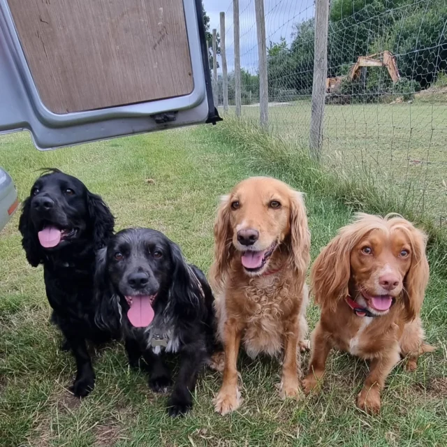 Dog Walking Services by Darren Larkin is the only independent business in the area that utilities a fully enclosed field for your dog/s safety.

Sessions ✔️
Wellness checks ✔️ 
Pet sitting ✔️
Out-of-Hours ✔️

For more information, please contact 07799 543484 or visit my website for more information. 

dogwalkingservicesdarrenlarkin.co.uk

I am listed on "The Good Dog Guide".

#DogWalker
#DogWalkersOfInstagram
#TonbridgeDogWalk
#TonbridgeDogWalker
#DogWalkerTonbridge
#TonbridgeBusiness

 © Darren Larkin photography 📸