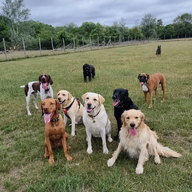 Dog Walking Services by Darren Larkin is the only independent business in the area that utilities a fully enclosed field for your dog/s safety.

Sessions ✔️
Wellness checks ✔️ 
Pet sitting ✔️
Out-of-Hours ✔️

For more information, please contact 07799 543484 or visit my website for more information. 

dogwalkingservicesdarrenlarkin.co.uk

I am listed on "The Good Dog Guide".

#DogWalker
#DogWalkersOfInstagram
#TonbridgeDogWalk
#TonbridgeDogWalker
#DogWalkerTonbridge
#TonbridgeBusiness

 © Darren Larkin photography 📸