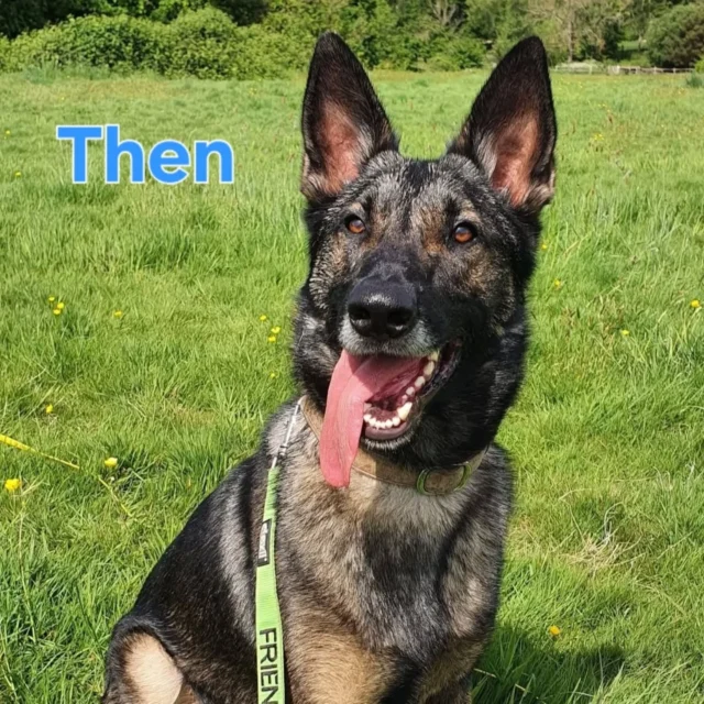Rocco, you've not aged one bit since I started walking you. What's the secret 🙊 👀 🤔