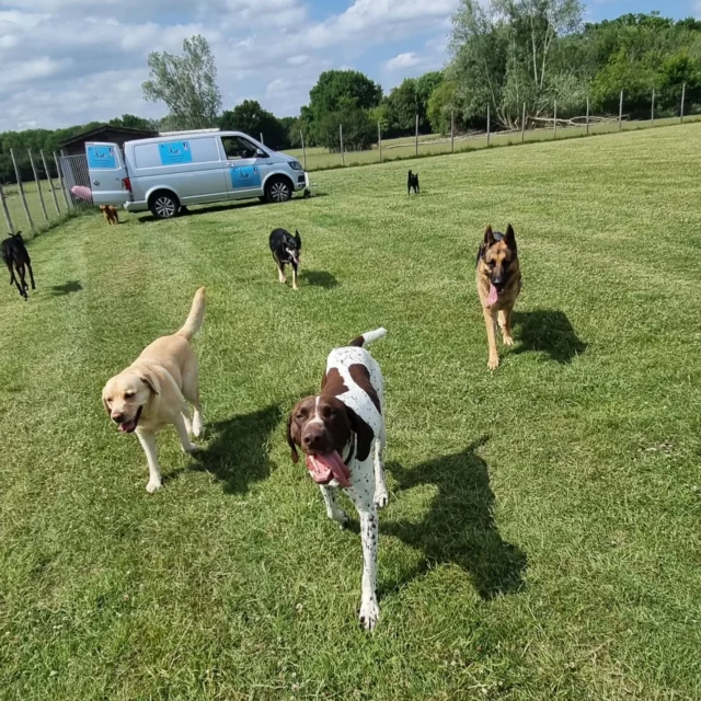 Dog Walking Services by Darren Larkin is the only independent business in the area that utilities a fully enclosed field for your dog/s safety.

Sessions ✔️
Wellness checks ✔️ 
Pet sitting ✔️
Out-of-Hours ✔️

For more information, please contact 07799 543484 or visit my website for more information. 

dogwalkingservicesdarrenlarkin.co.uk

I am listed on "The Good Dog Guide".

#DogWalker
#DogWalkersOfInstagram
#TonbridgeDogWalk
#TonbridgeDogWalker
#DogWalkerTonbridge
#TonbridgeBusiness

 © Darren Larkin photography 📸.