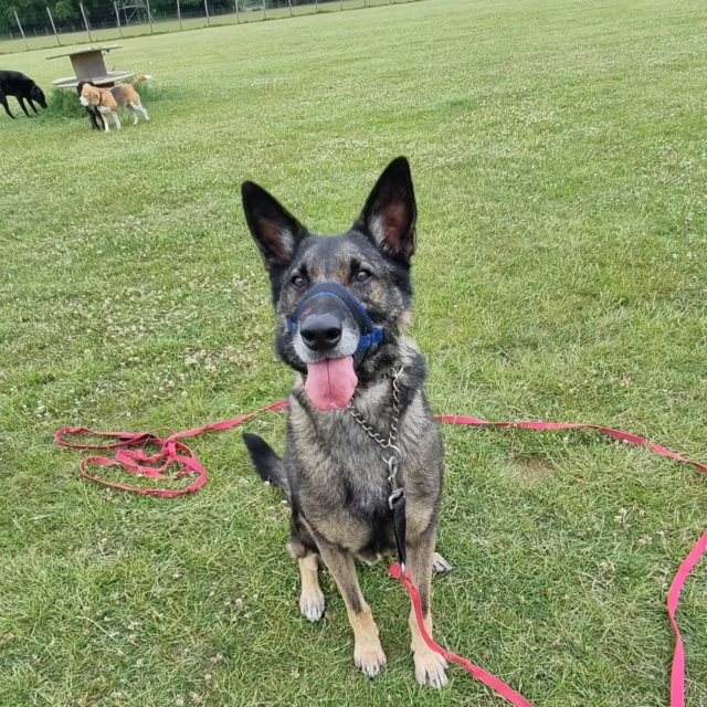 Dog Walking Services by Darren Larkin is the only independent business in the area that utilities a fully enclosed field for your dog/s safety.

Sessions ✔️
Wellness checks ✔️ 
Pet sitting ✔️
Out-of-Hours ✔️

For more information, please contact 07799 543484 or visit my website for more information. 

dogwalkingservicesdarrenlarkin.co.uk

I am listed on "The Good Dog Guide".

#DogWalker
#DogWalkersOfInstagram
#TonbridgeDogWalk
#TonbridgeDogWalker
#DogWalkerTonbridge
#TonbridgeBusiness

 © Darren Larkin photography 📸.
