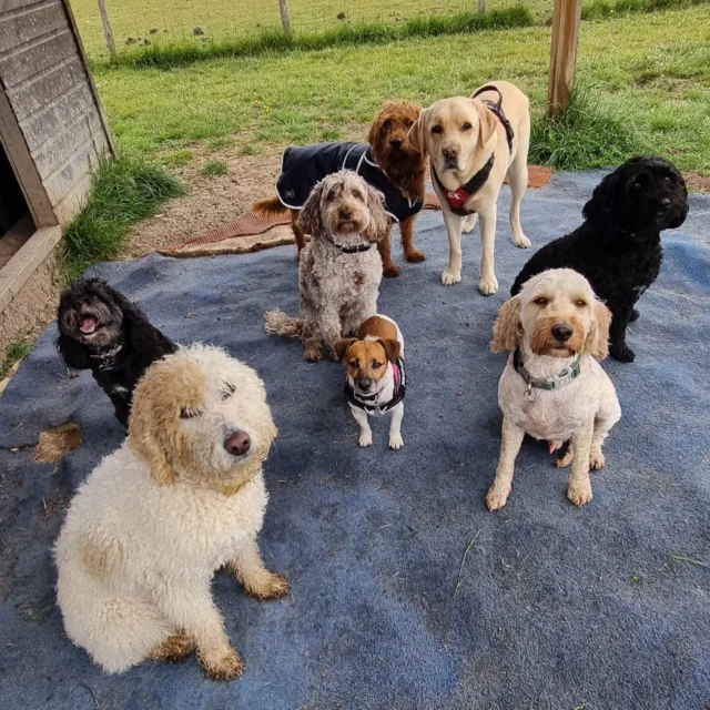 Dog Walking Services by Darren Larkin is the only independent business in the area that utilities a fully enclosed field for your dog/s safety.

Sessions ✔️
Wellness checks ✔️ 
Pet sitting ✔️
Out-of-Hours ✔️

For more information, please contact 07799 543484 or visit my website for more information. 

dogwalkingservicesdarrenlarkin.co.uk

I am listed on "The Good Dog Guide".

#DogWalker
#DogWalkersOfInstagram
#TonbridgeDogWalk
#TonbridgeDogWalker
#DogWalkerTonbridge
#TonbridgeBusiness

 © Darren Larkin photography 📸.