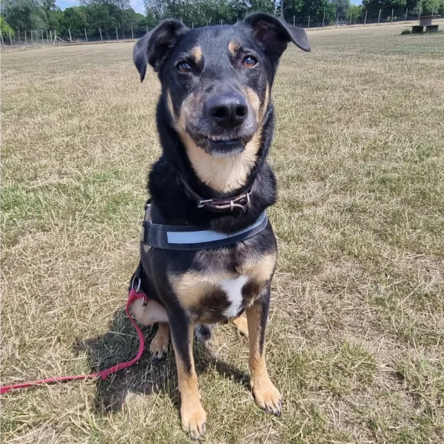 Please welcome Aslan to Dog Walking Services by Darren Larkin