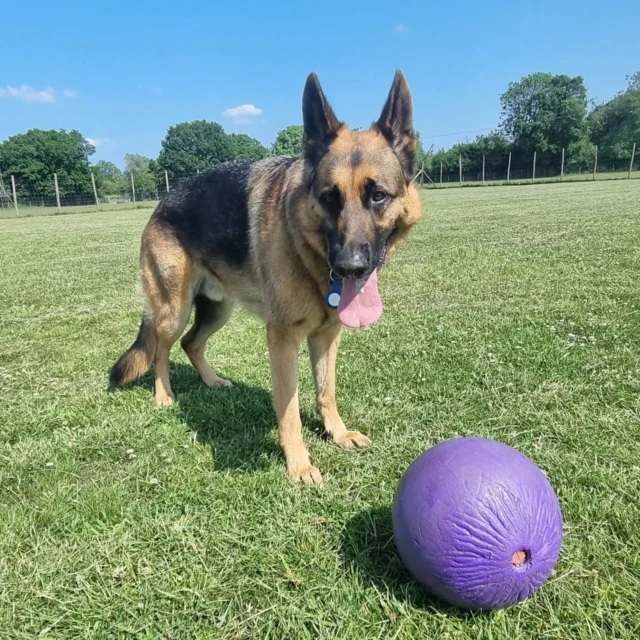 Dog Walking Services by Darren Larkin is the only independent business in the area that utilities a fully enclosed field for your dog/s safety.

Sessions ✔️
Wellness checks ✔️ 
Pet sitting ✔️
Out-of-Hours ✔️

For more information, please contact 07799 543484 or visit my website for more information. 

dogwalkingservicesdarrenlarkin.co.uk

I am listed on "The Good Dog Guide".

#DogWalker
#DogWalkersOfInstagram
#TonbridgeDogWalk
#TonbridgeDogWalker
#DogWalkerTonbridge
#TonbridgeBusiness

 © Darren Larkin photography 📸.