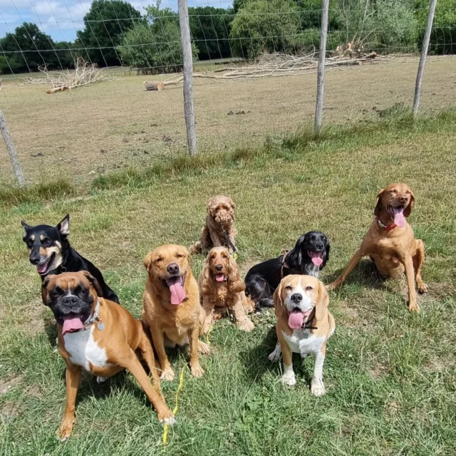 Dog Walking Services by Darren Larkin is the only independent business in the area that utilities a fully enclosed field for your dog/s safety.

Sessions ✔️
Wellness checks ✔️ 
Pet sitting ✔️
Out-of-Hours ✔️

For more information, please contact 07799 543484 or visit my website for more information. 

dogwalkingservicesdarrenlarkin.co.uk

I am listed on "The Good Dog Guide".

#DogWalker
#DogWalkersOfInstagram
#TonbridgeDogWalk
#TonbridgeDogWalker
#DogWalkerTonbridge
#TonbridgeBusiness

 © Darren Larkin photography 📸