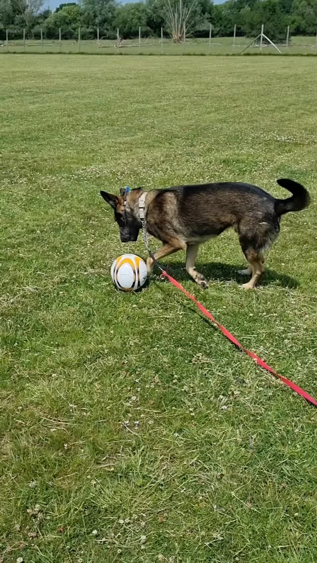 Rocco enjoying his favourite sport ⚽️