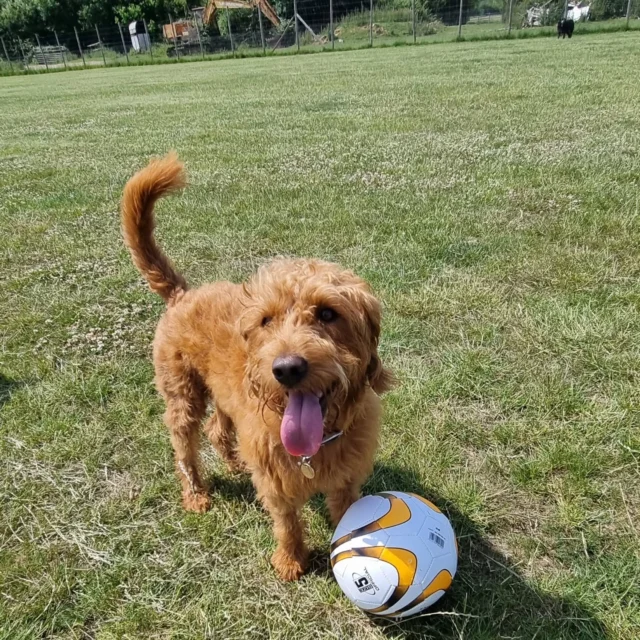 Dog Walking Services by Darren Larkin is the only independent business in the area that utilities a fully enclosed field for your dog/s safety.

Sessions ✔️
Wellness checks ✔️ 
Pet sitting ✔️
Out-of-Hours ✔️

For more information, please contact 07799 543484 or visit my website for more information. 

dogwalkingservicesdarrenlarkin.co.uk

I am listed on "The Good Dog Guide".

#DogWalker
#DogWalkersOfInstagram
#TonbridgeDogWalk
#TonbridgeDogWalker
#DogWalkerTonbridge
#TonbridgeBusiness

 © Darren Larkin photography 📸.