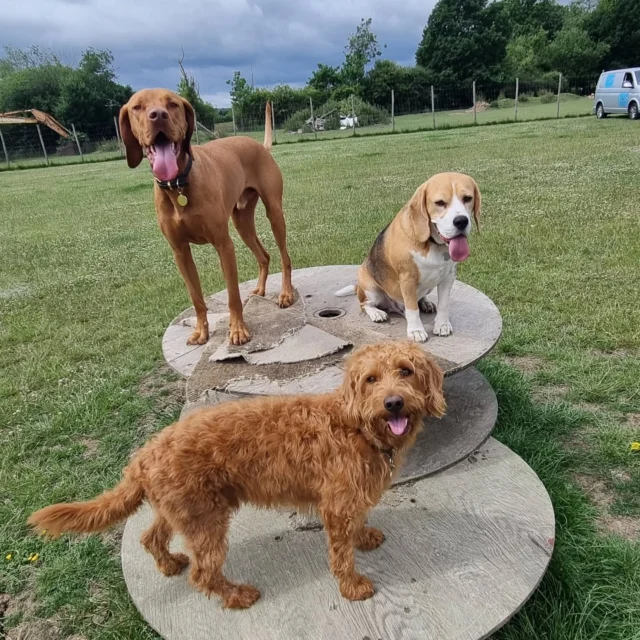 Dog Walking Services by Darren Larkin is the only independent business in the area that utilities a fully enclosed field for your dog/s safety.

Sessions ✔️
Wellness checks ✔️ 
Pet sitting ✔️
Out-of-Hours ✔️

For more information, please contact 07799 543484 or visit my website for more information. 

dogwalkingservicesdarrenlarkin.co.uk

I am listed on "The Good Dog Guide".

#DogWalker
#DogWalkersOfInstagram
#TonbridgeDogWalk
#TonbridgeDogWalker
#DogWalkerTonbridge
#TonbridgeBusiness

 © Darren Larkin photography 📸.