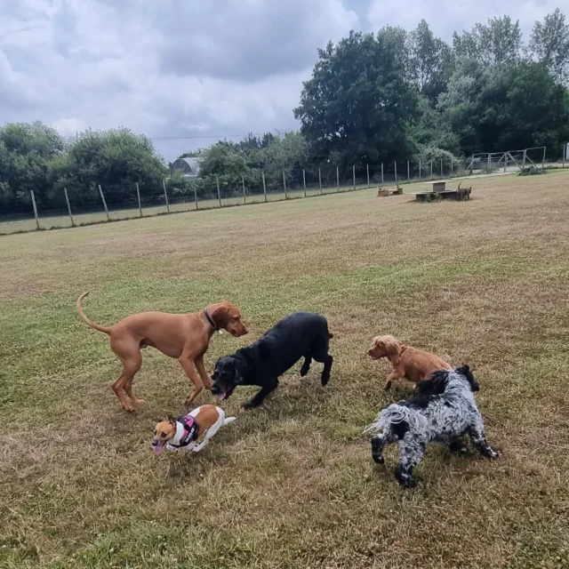 Dog Walking Services by Darren Larkin is the only independent business in the area that utilities a fully enclosed field for your dog/s safety.

Sessions ✔️
Wellness checks ✔️ 
Pet sitting ✔️
Out-of-Hours ✔️

For more information, please contact 07799 543484 or visit my website for more information. 

dogwalkingservicesdarrenlarkin.co.uk

I am listed on "The Good Dog Guide".

#DogWalker
#DogWalkersOfInstagram
#TonbridgeDogWalk
#TonbridgeDogWalker
#DogWalkerTonbridge
#TonbridgeBusiness

 © Darren Larkin photography 📸