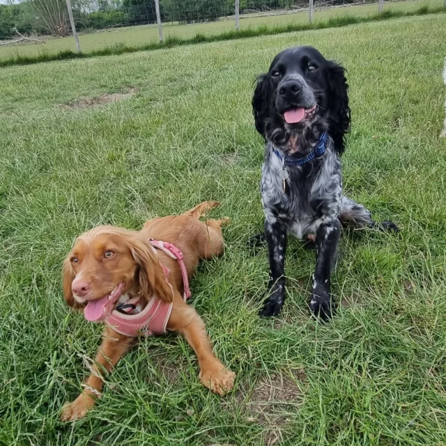 Dog Walking Services by Darren Larkin is the only independent business in the area that utilities a fully enclosed field for your dog/s safety.

Sessions ✔️
Wellness checks ✔️ 
Pet sitting ✔️
Out-of-Hours ✔️

For more information, please contact 07799 543484 or visit my website for more information. 

dogwalkingservicesdarrenlarkin.co.uk

I am listed on "The Good Dog Guide".

#DogWalker
#DogWalkersOfInstagram
#TonbridgeDogWalk
#TonbridgeDogWalker
#DogWalkerTonbridge
#TonbridgeBusiness

 © Darren Larkin photography 📸.