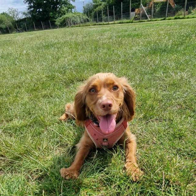 Please welcome Xena to Dog Walking Services by Darren Larkin
