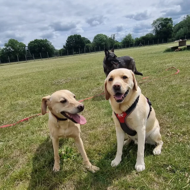 Dog Walking Services by Darren Larkin is the only independent business in the area that utilities a fully enclosed field for your dog/s safety.

Sessions ✔️
Wellness checks ✔️ 
Pet sitting ✔️
Out-of-Hours ✔️

For more information, please contact 07799 543484 or visit my website for more information. 

dogwalkingservicesdarrenlarkin.co.uk

I am listed on "The Good Dog Guide".

#DogWalker
#DogWalkersOfInstagram
#TonbridgeDogWalk
#TonbridgeDogWalker
#DogWalkerTonbridge
#TonbridgeBusiness

 © Darren Larkin photography 📸.