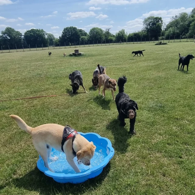Dog Walking Services by Darren Larkin is the only independent business in the area that utilities a fully enclosed field for your dog/s safety.

Sessions ✔️
Wellness checks ✔️ 
Pet sitting ✔️
Out-of-Hours ✔️

For more information, please contact 07799 543484 or visit my website for more information. 

dogwalkingservicesdarrenlarkin.co.uk

I am listed on "The Good Dog Guide".

#DogWalker
#DogWalkersOfInstagram
#TonbridgeDogWalk
#TonbridgeDogWalker
#DogWalkerTonbridge
#TonbridgeBusiness

 © Darren Larkin photography 📸.