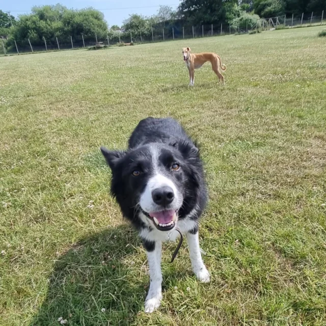 Dog Walking Services by Darren Larkin is the only independent business in the area that utilities a fully enclosed field for your dog/s safety.

Sessions ✔️
Wellness checks ✔️ 
Pet sitting ✔️
Out-of-Hours ✔️

For more information, please contact 07799 543484 or visit my website for more information. 

dogwalkingservicesdarrenlarkin.co.uk

I am listed on "The Good Dog Guide".

#DogWalker
#DogWalkersOfInstagram
#TonbridgeDogWalk
#TonbridgeDogWalker
#DogWalkerTonbridge
#TonbridgeBusiness

 © Darren Larkin photography 📸.