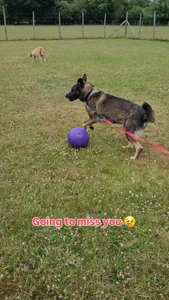 Rocco loving his Jolly Ball