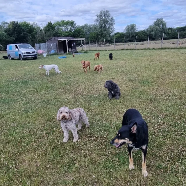 Dog Walking Services by Darren Larkin is the only independent business in the area that utilities a fully enclosed field for your dog/s safety.

Sessions ✔️
Wellness checks ✔️ 
Pet sitting ✔️
Out-of-Hours ✔️

For more information, please contact 07799 543484 or visit my website for more information. 

dogwalkingservicesdarrenlarkin.co.uk

I am listed on "The Good Dog Guide".

#DogWalker
#DogWalkersOfInstagram
#TonbridgeDogWalk
#TonbridgeDogWalker
#DogWalkerTonbridge
#TonbridgeBusiness

 © Darren Larkin photography 📸