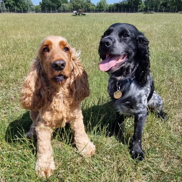 Dog Walking Services by Darren Larkin is the only independent business in the area that utilities a fully enclosed field for your dog/s safety.

Sessions ✔️
Wellness checks ✔️ 
Pet sitting ✔️
Out-of-Hours ✔️

For more information, please contact 07799 543484 or visit my website for more information. 

dogwalkingservicesdarrenlarkin.co.uk

I am listed on "The Good Dog Guide".

#DogWalker
#DogWalkersOfInstagram
#TonbridgeDogWalk
#TonbridgeDogWalker
#DogWalkerTonbridge
#TonbridgeBusiness

 © Darren Larkin photography 📸