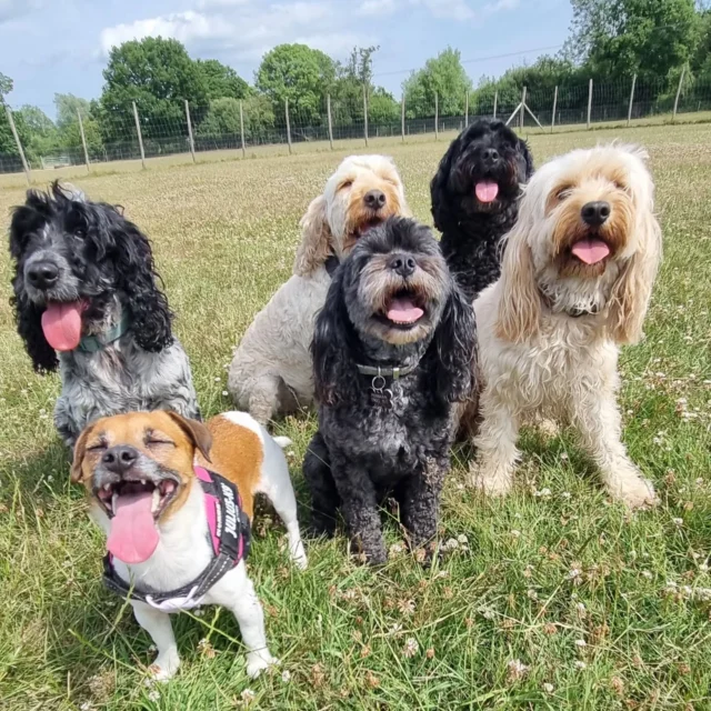 Dog Walking Services by Darren Larkin is the only independent business in the area that utilities a fully enclosed field for your dog/s safety.

Sessions ✔️
Wellness checks ✔️ 
Pet sitting ✔️
Out-of-Hours ✔️

For more information, please contact 07799 543484 or visit my website for more information. 

dogwalkingservicesdarrenlarkin.co.uk

I am listed on "The Good Dog Guide".

#DogWalker
#DogWalkersOfInstagram
#TonbridgeDogWalk
#TonbridgeDogWalker
#DogWalkerTonbridge
#TonbridgeBusiness

 © Darren Larkin photography 📸