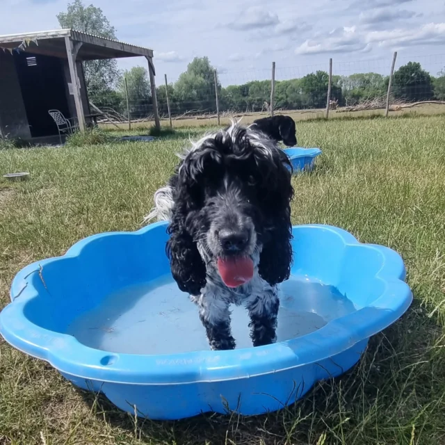 Please welcome Rico to Dog Walking Services by Darren Larkin