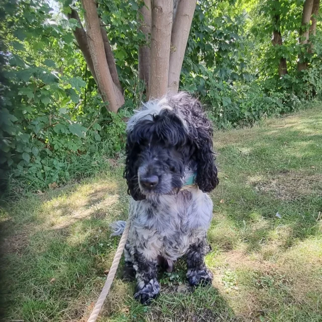 Rico pleased to see me for his Wellness session this afternoon.

For more information please contact 07799 543484 or see my website for more information. 

Dogwalkingservicesdarrenlarkin.co.uk