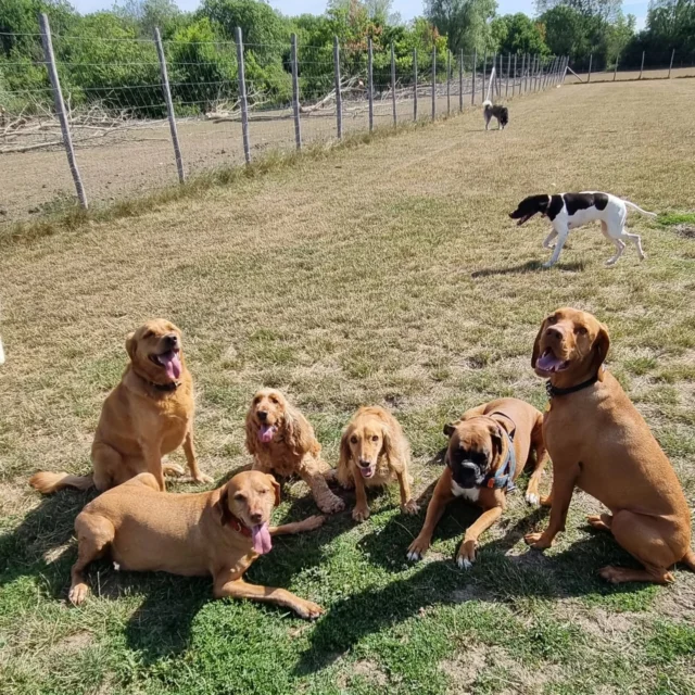 Dog Walking Services by Darren Larkin is the only independent business in the area that utilities a fully enclosed field for your dog/s safety.

Sessions ✔️
Wellness checks ✔️ 
Pet sitting ✔️
Out-of-Hours ✔️

For more information, please contact 07799 543484 or visit my website for more information. 

dogwalkingservicesdarrenlarkin.co.uk

I am listed on "The Good Dog Guide".

#DogWalker
#DogWalkersOfInstagram
#TonbridgeDogWalk
#TonbridgeDogWalker
#DogWalkerTonbridge
#TonbridgeBusiness

 © Darren Larkin photography 📸