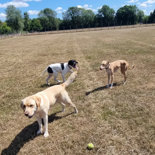 Dog Walking Services by Darren Larkin is the only independent business in the area that utilities a fully enclosed field for your dog/s safety.

Sessions ✔️
Wellness checks ✔️ 
Pet sitting ✔️
Out-of-Hours ✔️

For more information, please contact 07799 543484 or visit my website for more information. 

dogwalkingservicesdarrenlarkin.co.uk

I am listed on "The Good Dog Guide".

#DogWalker
#DogWalkersOfInstagram
#TonbridgeDogWalk
#TonbridgeDogWalker
#DogWalkerTonbridge
#TonbridgeBusiness

 © Darren Larkin photography 📸