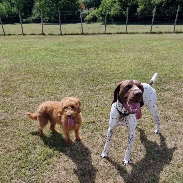 Dog Walking Services by Darren Larkin is the only independent business in the area that utilities a fully enclosed field for your dog/s safety.

Sessions ✔️
Wellness checks ✔️ 
Pet sitting ✔️
Out-of-Hours ✔️

For more information, please contact 07799 543484 or visit my website for more information. 

dogwalkingservicesdarrenlarkin.co.uk

I am listed on "The Good Dog Guide".

#DogWalker
#DogWalkersOfInstagram
#TonbridgeDogWalk
#TonbridgeDogWalker
#DogWalkerTonbridge
#TonbridgeBusiness

 © Darren Larkin photography 📸