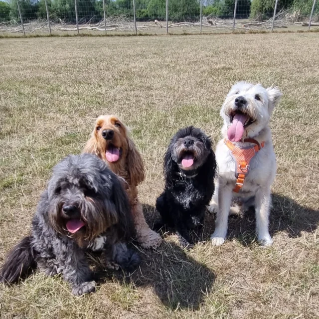 Dog Walking Services by Darren Larkin is the only independent business in the area that utilities a fully enclosed field for your dog/s safety.

Sessions ✔️
Wellness checks ✔️ 
Pet sitting ✔️
Out-of-Hours ✔️

For more information, please contact 07799 543484 or visit my website for more information. 

dogwalkingservicesdarrenlarkin.co.uk

I am listed on "The Good Dog Guide".

#DogWalker
#DogWalkersOfInstagram
#TonbridgeDogWalk
#TonbridgeDogWalker
#DogWalkerTonbridge
#TonbridgeBusiness

 © Darren Larkin photography 📸