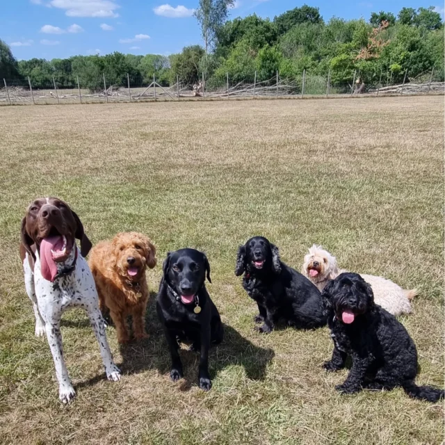 Dog Walking Services by Darren Larkin is the only independent business in the area that utilities a fully enclosed field for your dog/s safety.

Sessions ✔️
Wellness checks ✔️ 
Pet sitting ✔️
Out-of-Hours ✔️

For more information, please contact 07799 543484 or visit my website for more information. 

dogwalkingservicesdarrenlarkin.co.uk

I am listed on "The Good Dog Guide".

#DogWalker
#DogWalkersOfInstagram
#TonbridgeDogWalk
#TonbridgeDogWalker
#DogWalkerTonbridge
#TonbridgeBusiness

 © Darren Larkin photography 📸