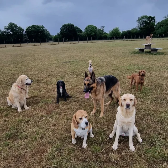 Dog Walking Services by Darren Larkin is the only independent business in the area that utilities a fully enclosed field for your dog/s safety.

Sessions ✔️
Wellness checks ✔️ 
Pet sitting ✔️
Out-of-Hours ✔️

For more information, please contact 07799 543484 or visit my website for more information. 

dogwalkingservicesdarrenlarkin.co.uk

I am listed on "The Good Dog Guide".

#DogWalker
#DogWalkersOfInstagram
#TonbridgeDogWalk
#TonbridgeDogWalker
#DogWalkerTonbridge
#TonbridgeBusiness

 © Darren Larkin photography 📸