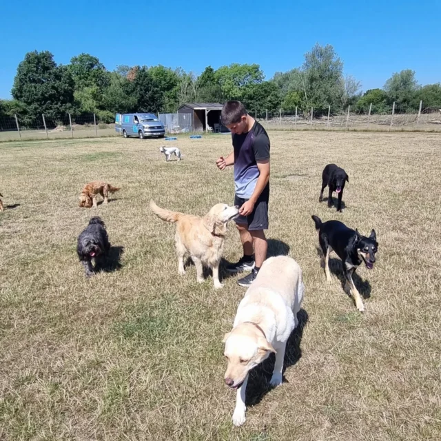 Dog Walking Services by Darren Larkin is the only independent business in the area that utilities a fully enclosed field for your dog/s safety.

Sessions ✔️
Wellness checks ✔️ 
Pet sitting ✔️
Out-of-Hours ✔️

For more information, please contact 07799 543484 or visit my website for more information. 

dogwalkingservicesdarrenlarkin.co.uk

I am listed on "The Good Dog Guide".

#DogWalker
#DogWalkersOfInstagram
#TonbridgeDogWalk
#TonbridgeDogWalker
#DogWalkerTonbridge
#TonbridgeBusiness

 © Darren Larkin photography 📸