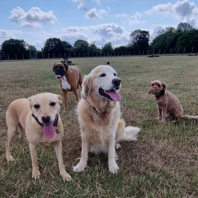Dog Walking Services by Darren Larkin is the only independent business in the area that utilities a fully enclosed field for your dog/s safety.

Sessions ✔️
Wellness checks ✔️ 
Pet sitting ✔️
Out-of-Hours ✔️

For more information, please contact 07799 543484 or visit my website for more information. 

dogwalkingservicesdarrenlarkin.co.uk

I am listed on "The Good Dog Guide".

#DogWalker
#DogWalkersOfInstagram
#TonbridgeDogWalk
#TonbridgeDogWalker
#DogWalkerTonbridge
#TonbridgeBusiness

 © Darren Larkin photography 📸