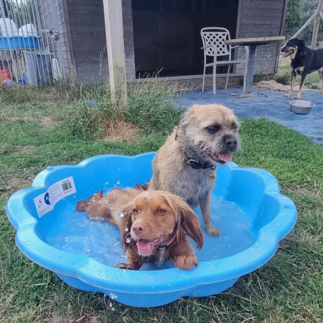 Dog Walking Services by Darren Larkin is the only independent business in the area that utilities a fully enclosed field for your dog/s safety.

Sessions ✔️
Wellness checks ✔️ 
Pet sitting ✔️
Out-of-Hours ✔️

For more information, please contact 07799 543484 or visit my website for more information. 

dogwalkingservicesdarrenlarkin.co.uk

I am listed on "The Good Dog Guide".

#DogWalker
#DogWalkersOfInstagram
#TonbridgeDogWalk
#TonbridgeDogWalker
#DogWalkerTonbridge
#TonbridgeBusiness

 © Darren Larkin photography 📸