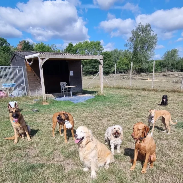 Dog Walking Services by Darren Larkin is the only independent business in the area that utilities a fully enclosed field for your dog/s safety.

Sessions ✔️
Wellness checks ✔️ 
Pet sitting ✔️
Out-of-Hours ✔️

For more information, please contact 07799 543484 or visit my website for more information. 

dogwalkingservicesdarrenlarkin.co.uk

I am listed on "The Good Dog Guide".

#DogWalker
#DogWalkersOfInstagram
#TonbridgeDogWalk
#TonbridgeDogWalker
#DogWalkerTonbridge
#TonbridgeBusiness

 © Darren Larkin photography 📸